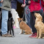 Fagutdannelsen med hund hundeinstruktør