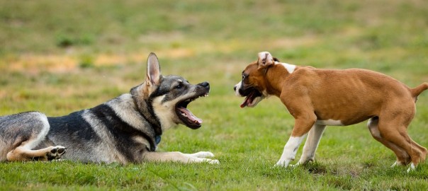 Hundekurs Vestfold