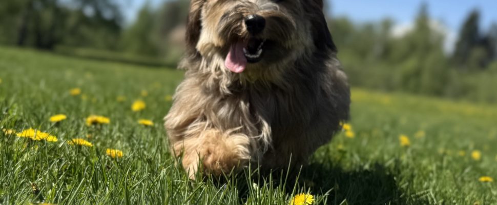 hundekurs i Gjerdrum