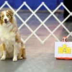 Rallylydighet innendørs