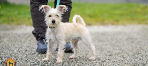 Valpetrening i Bergen hos Oslo Hundeskole – valp trener kontakt med eier.
