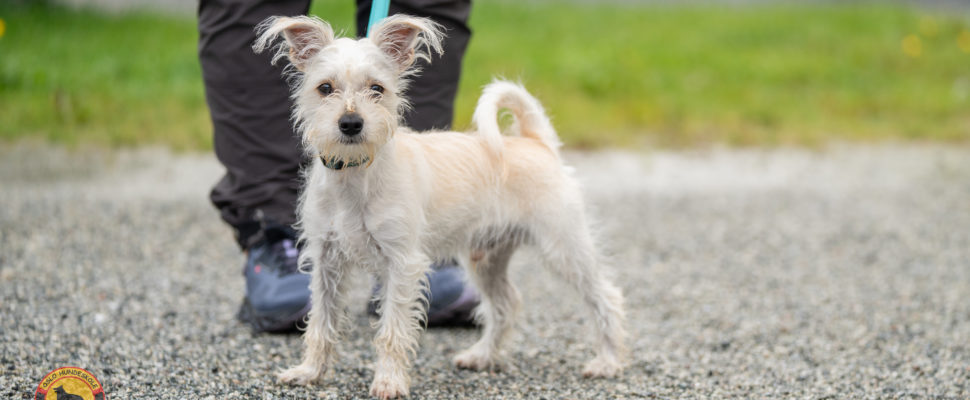 Valpetrening i Bergen hos Oslo Hundeskole – valp trener kontakt med eier.