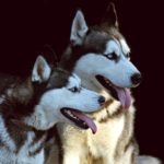 Hundetrener hundeinstruktør