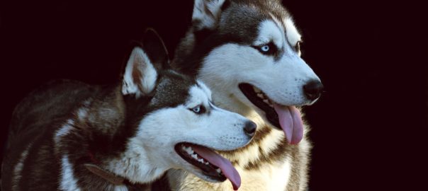 Hundetrener hundeinstruktør