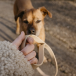 gå pent i bånd webinar