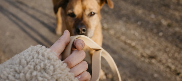 gå pent i bånd webinar