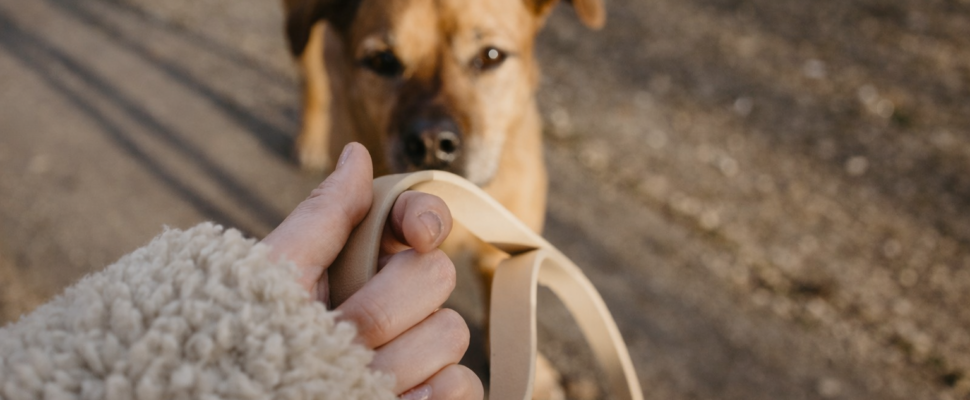 gå pent i bånd webinar