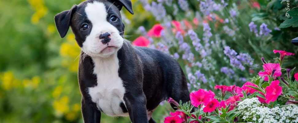 Hundetrening i Romerike