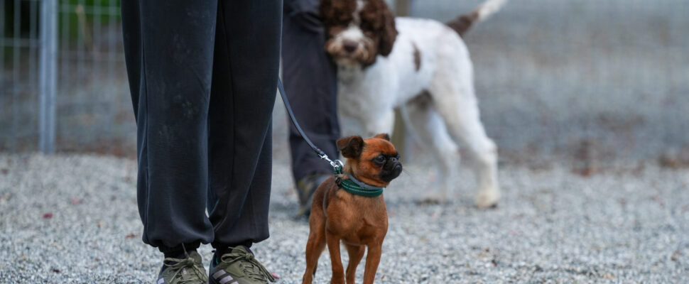 Hund på sporarbeidstrening