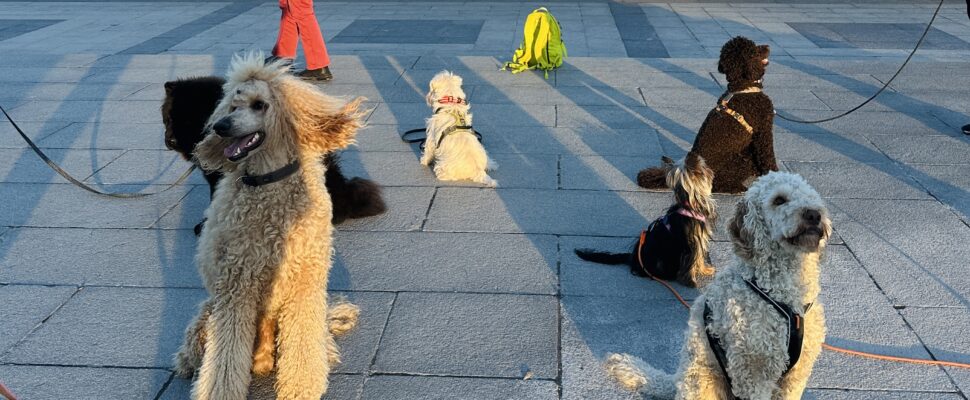 Hundetrening utendørs i Oslo