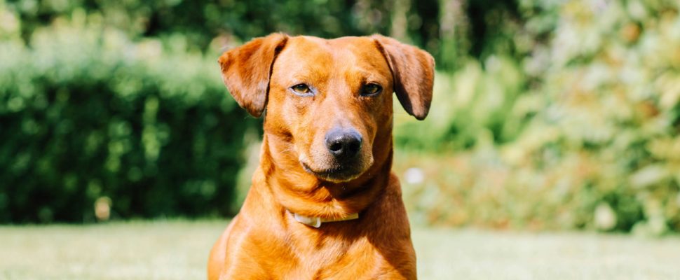 Hundeeier trener med hund på kurs