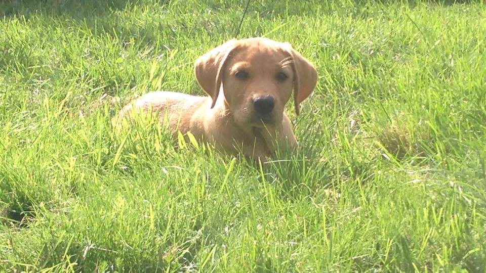 Hundeeiere trener hunder på kurs