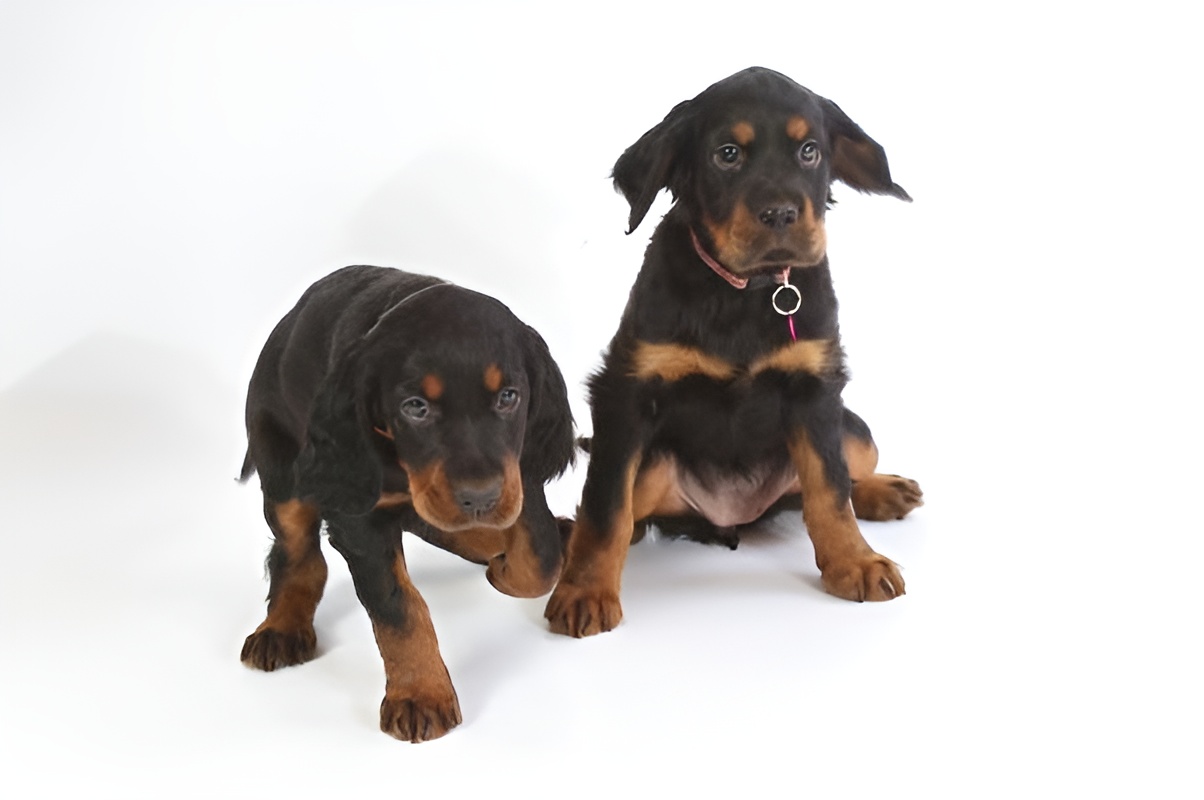 Hundeeiere trener hunder i gruppe