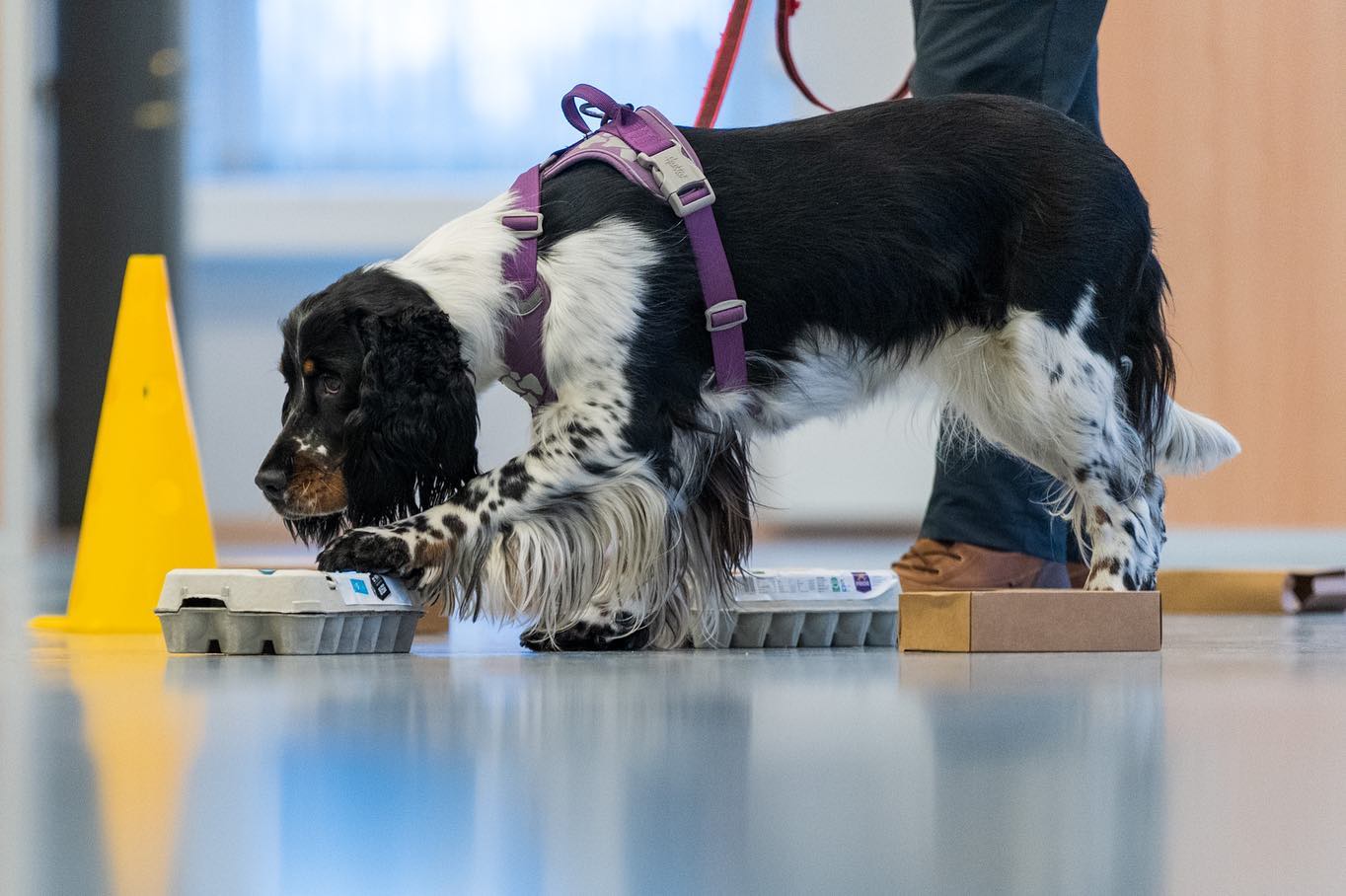 Golden retriever sitter utendørs med åpen munn