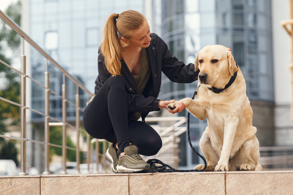 Hund på fagutdanning hos Oslo Hundeskole