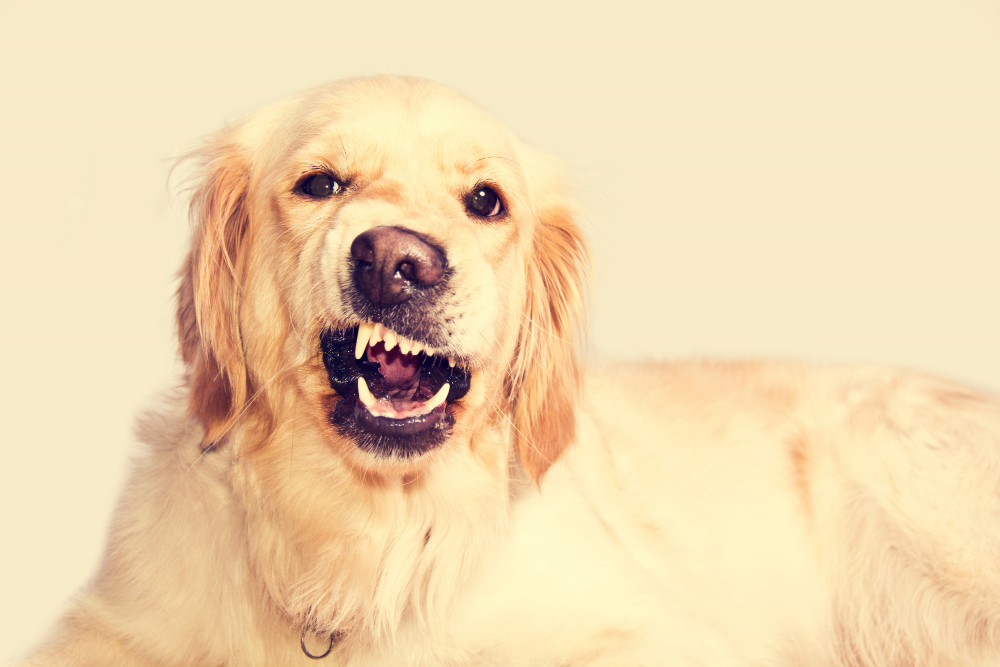Hund på privatkonsultasjon med trener