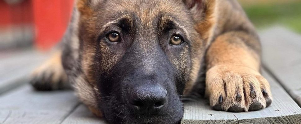 Hundetrening og sosialiseringskurs