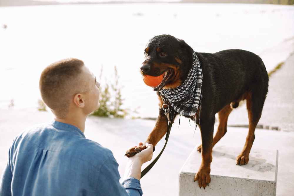 Hund på konkurranselydighetskurs