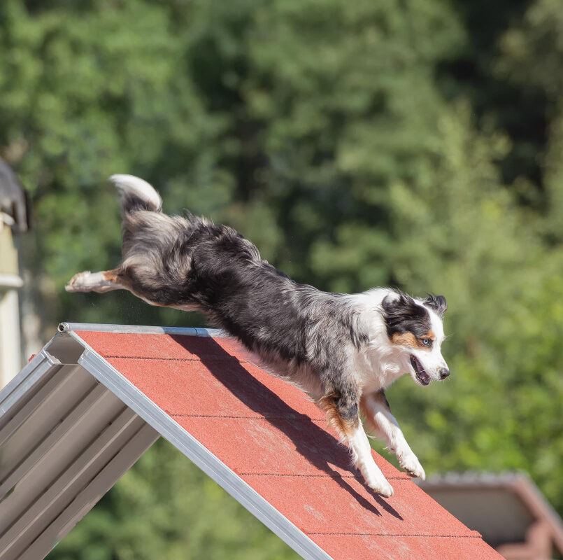 Hundetrening utendørs i Vestfold