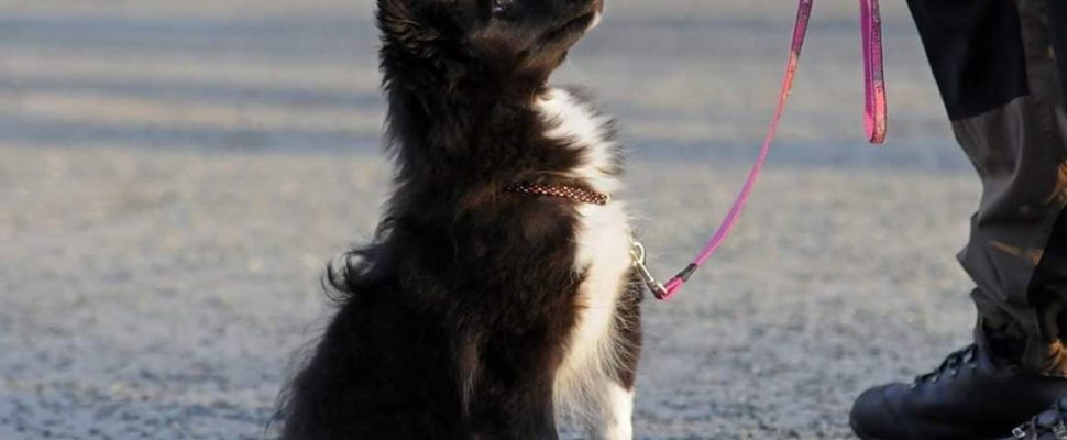 Barn og hund på sosialiseringskurs