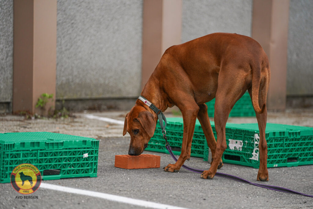 Hundetrening med instruktør