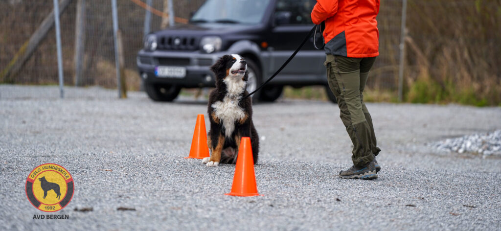 Hundetrening hos Oslo Hundeskole