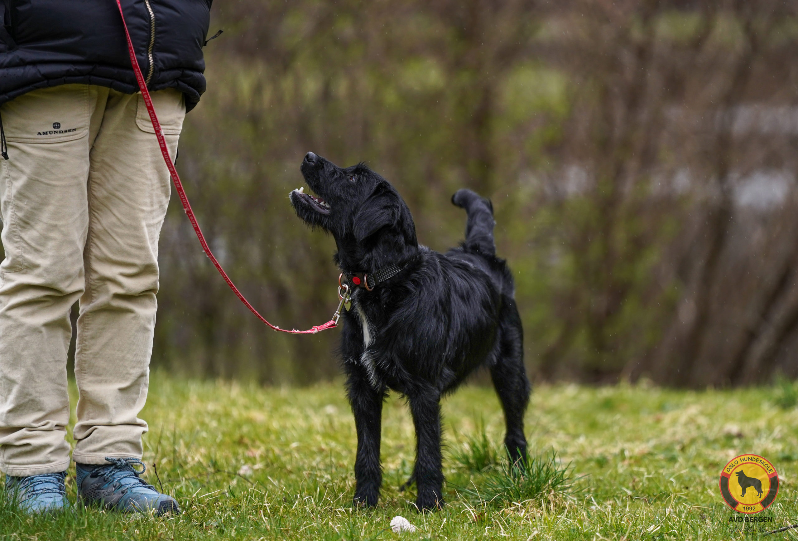 Hundetrening utendørs med instruktør