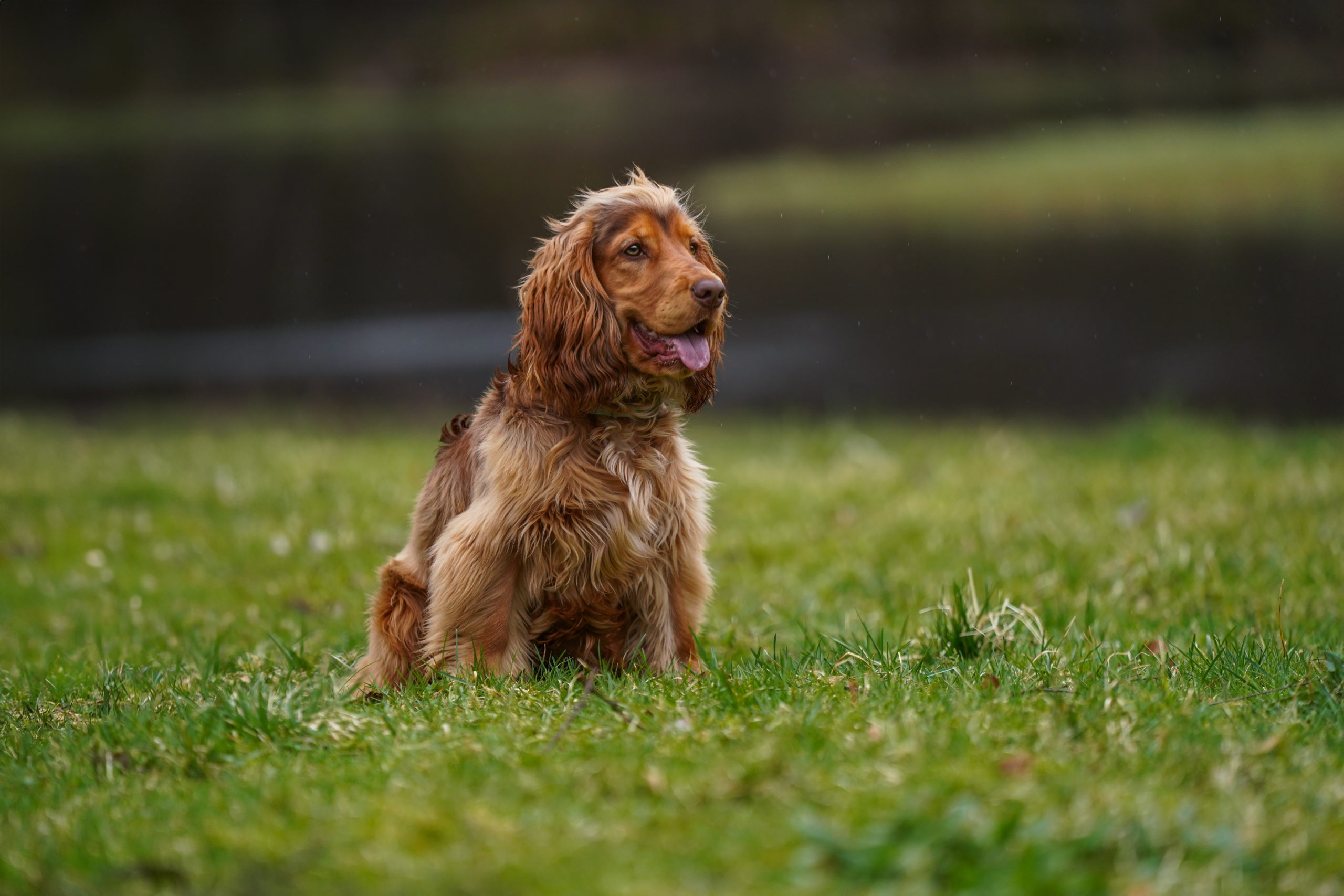 Hundetrening innendørs med instruktør