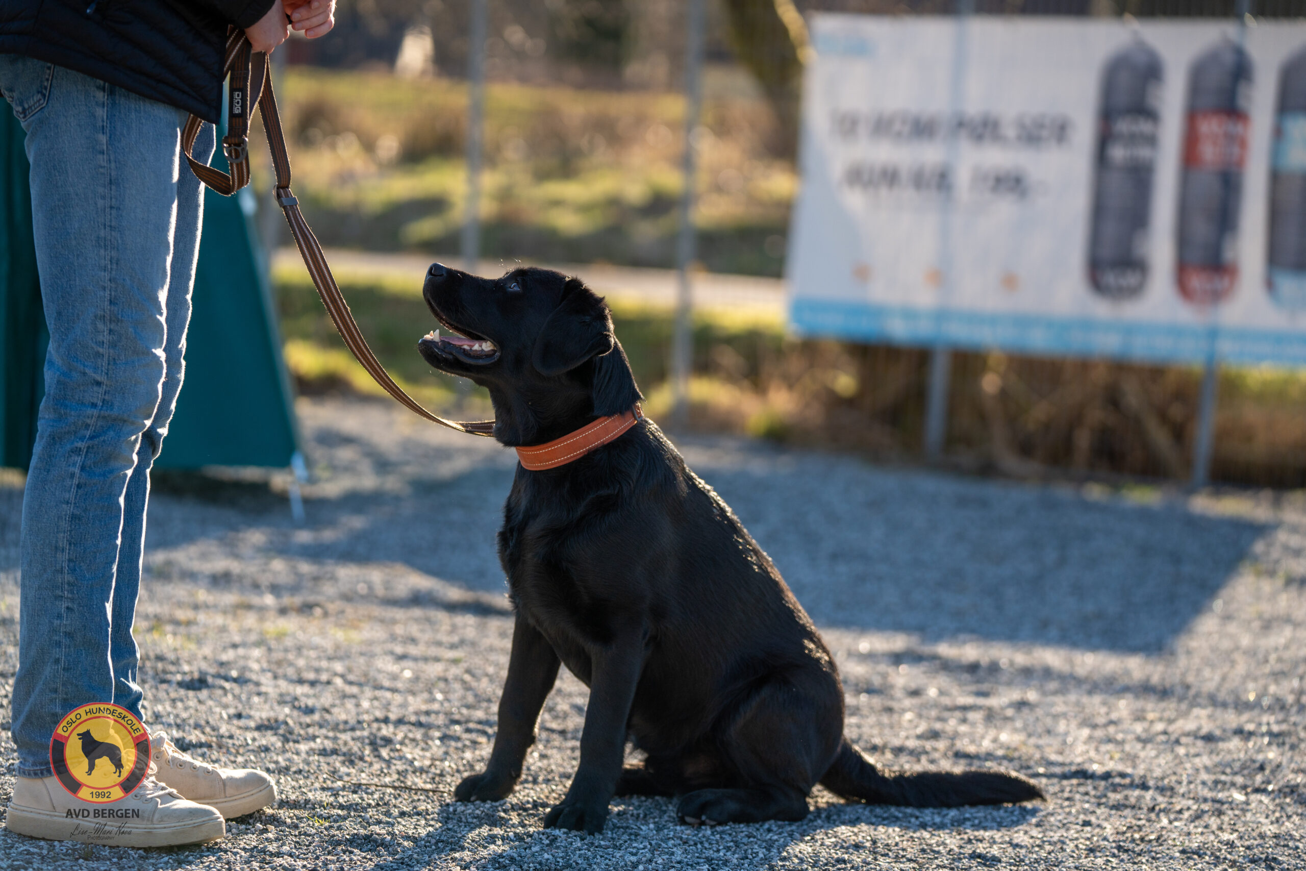 Hund på treningsbane