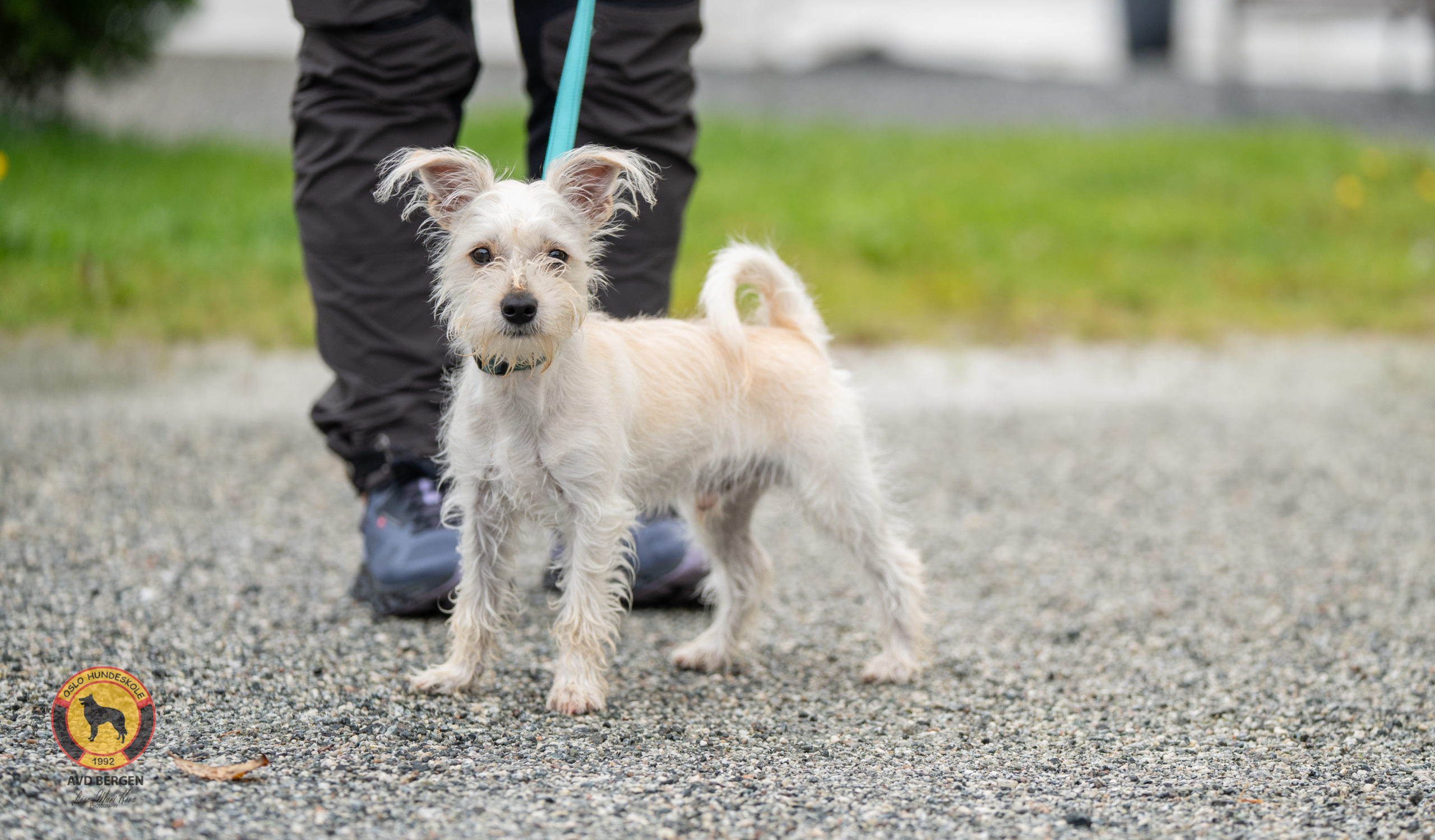 Hund på treningsøkt