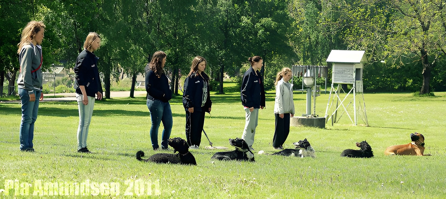 Hund lærer dekk-kommando på kurs