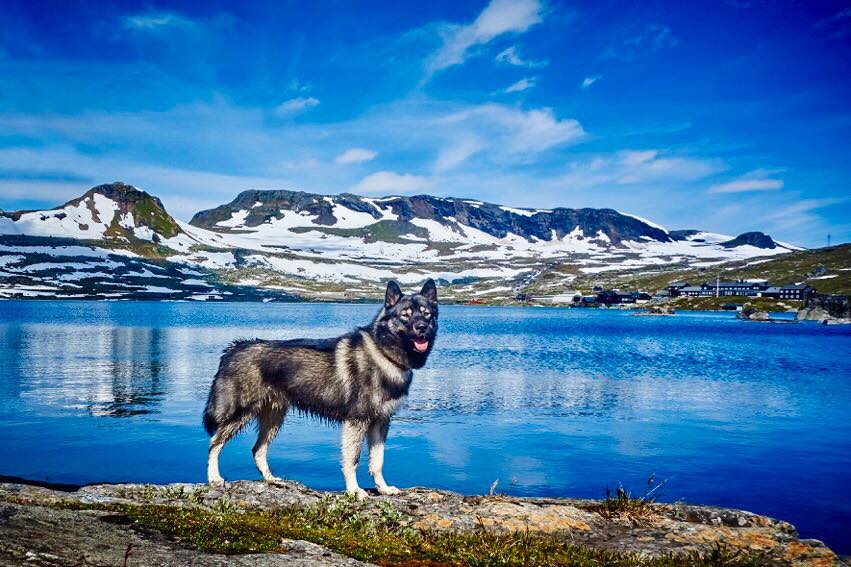 Hund Ferox på treningskurs