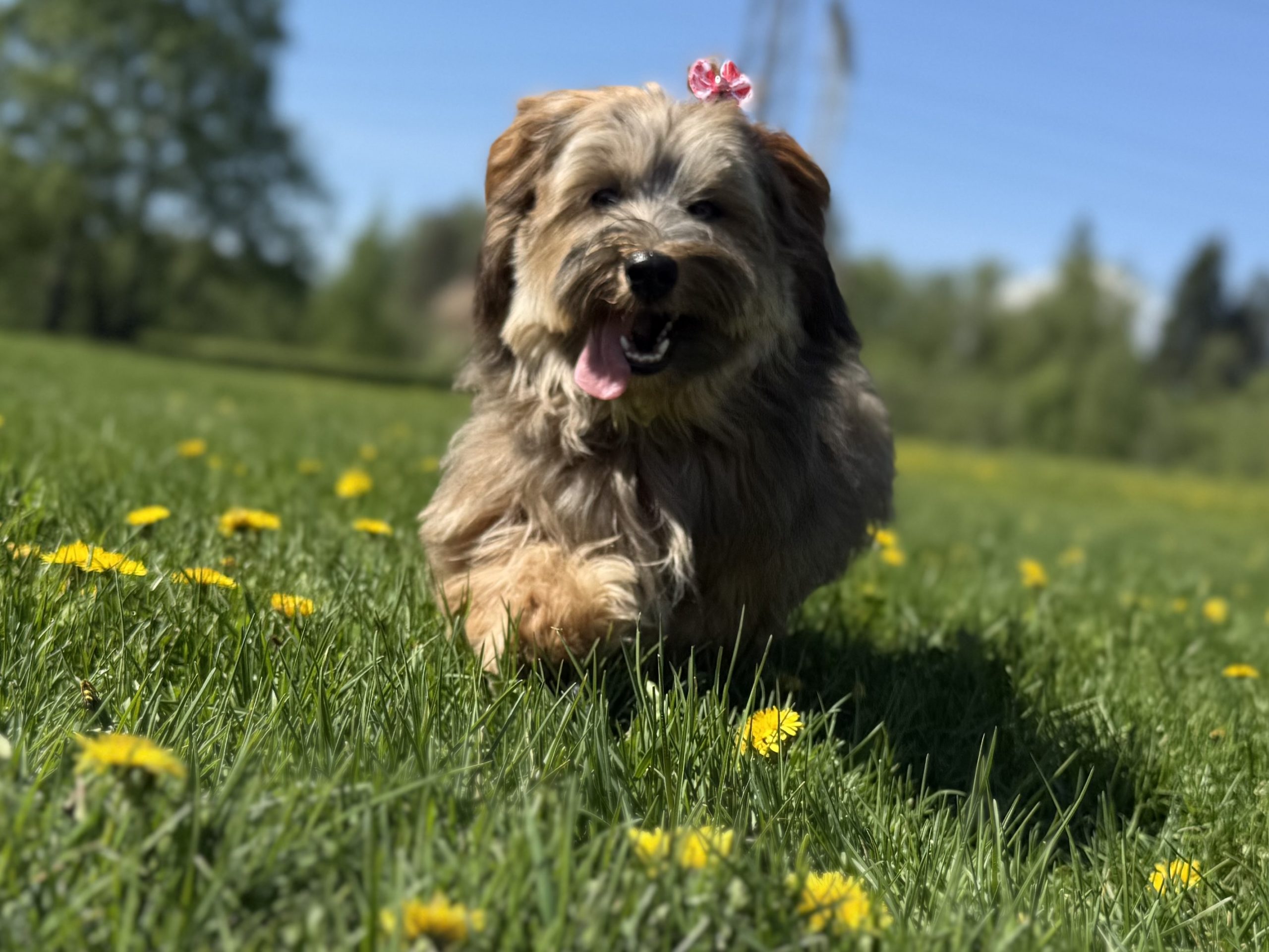 Hundetrening hos Oslo Hundeskole
