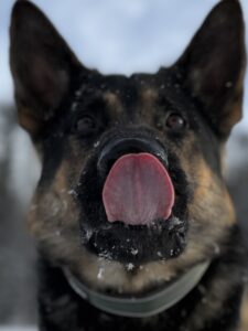 Økt vokalisering – Bjeffing, sutring eller uling kan være tegn på stress og frustrasjon. – Stress hos hund – tegnene du