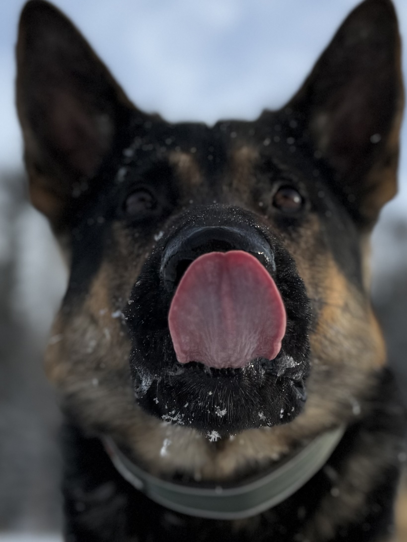 Hund på utendørstrening