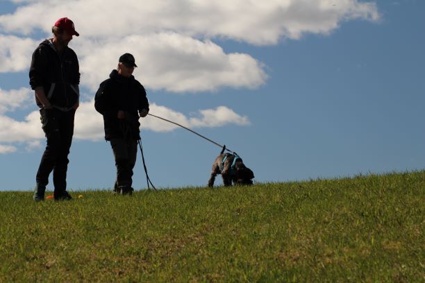 Hundetrening i Øvre Romerike
