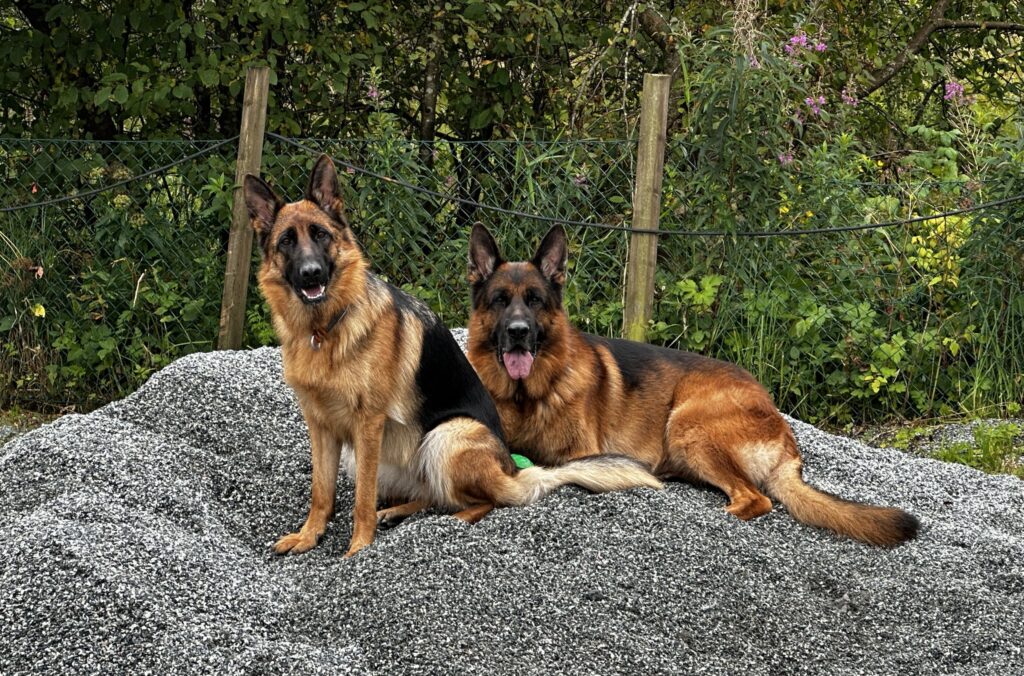 Hundetrening hos Oslo Hundeskole