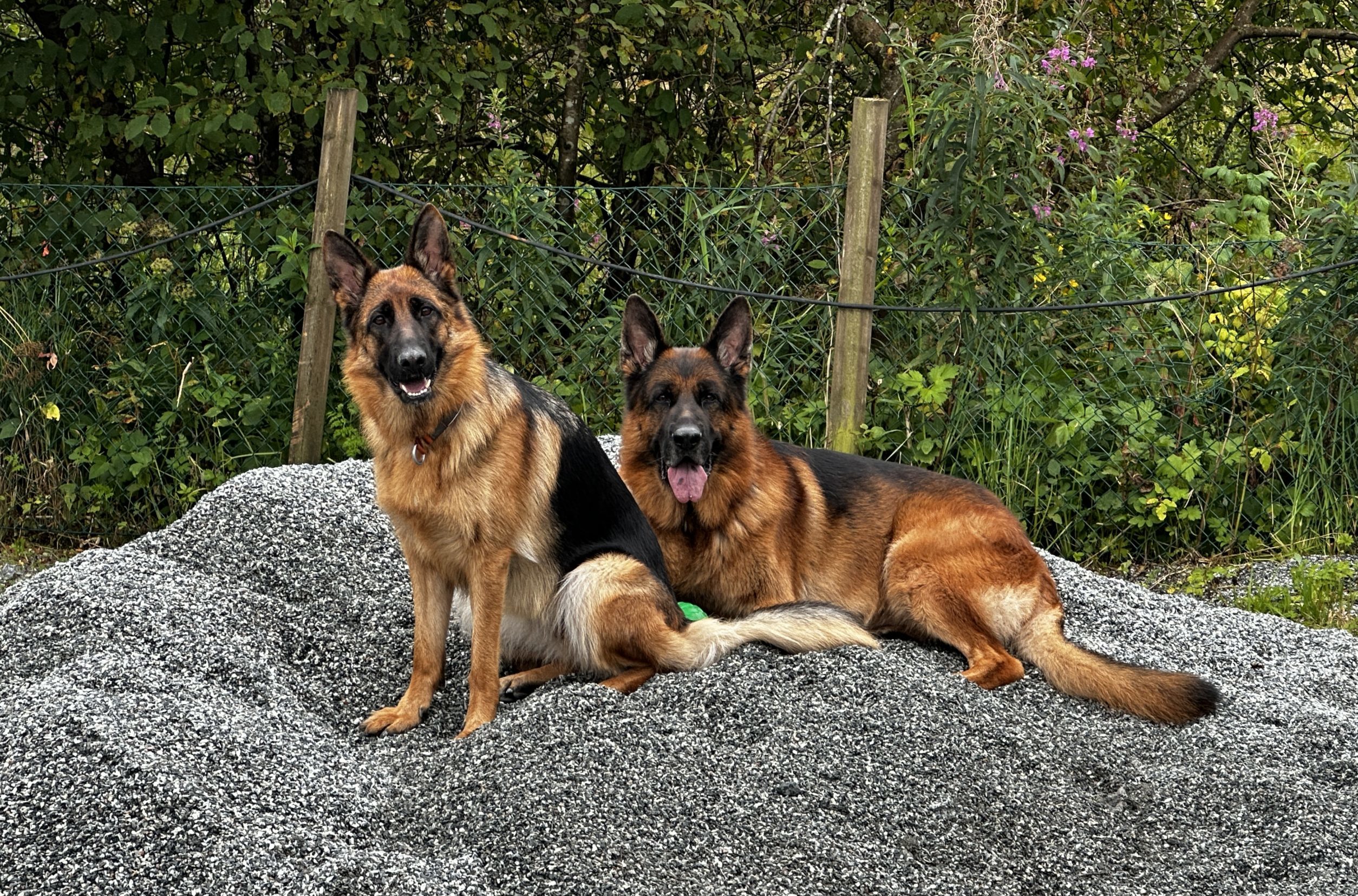 Hundetrening hos Oslo Hundeskole