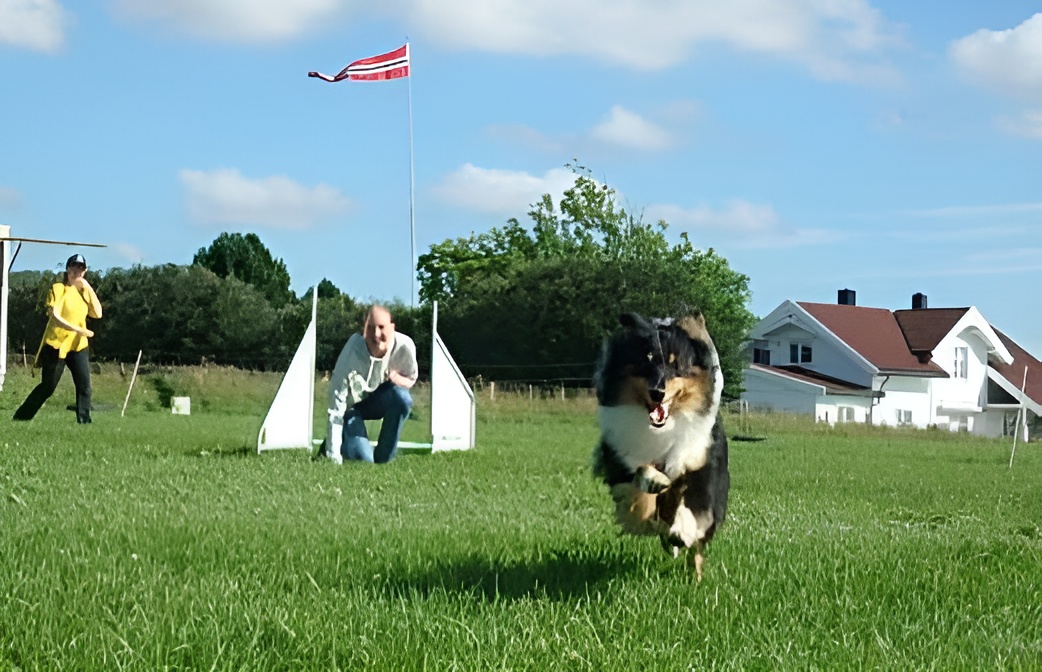 Hund og eier på utendørstrening