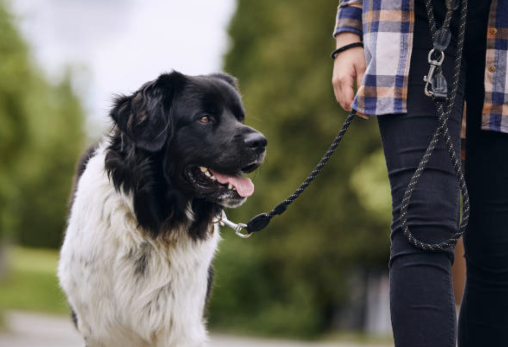 Hund i bånd går på skogsti med instruktør
