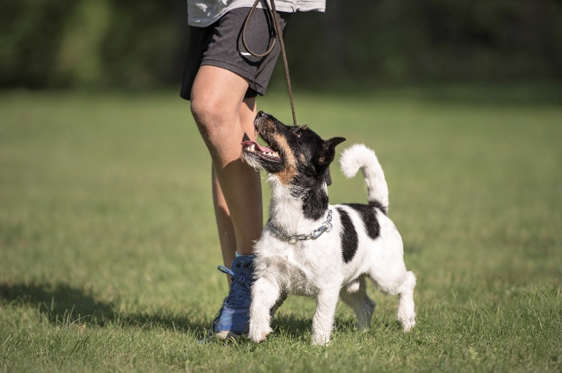 Hundetrening i gruppe med instruktør