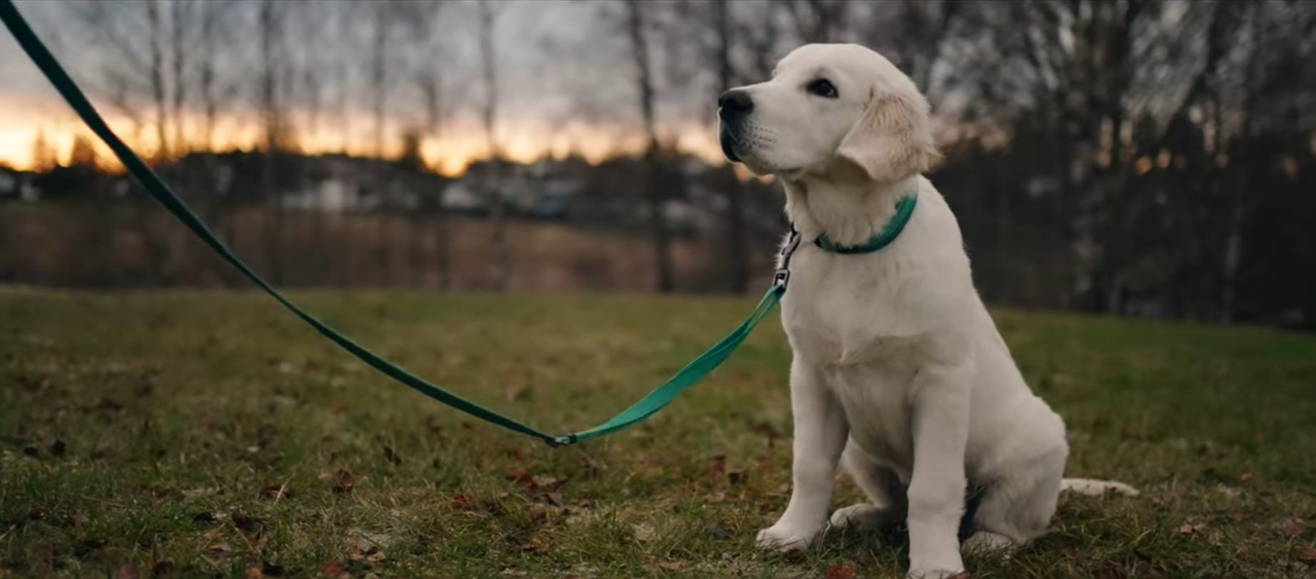 Artikkel om hundetrening hos Oslo Hundeskole