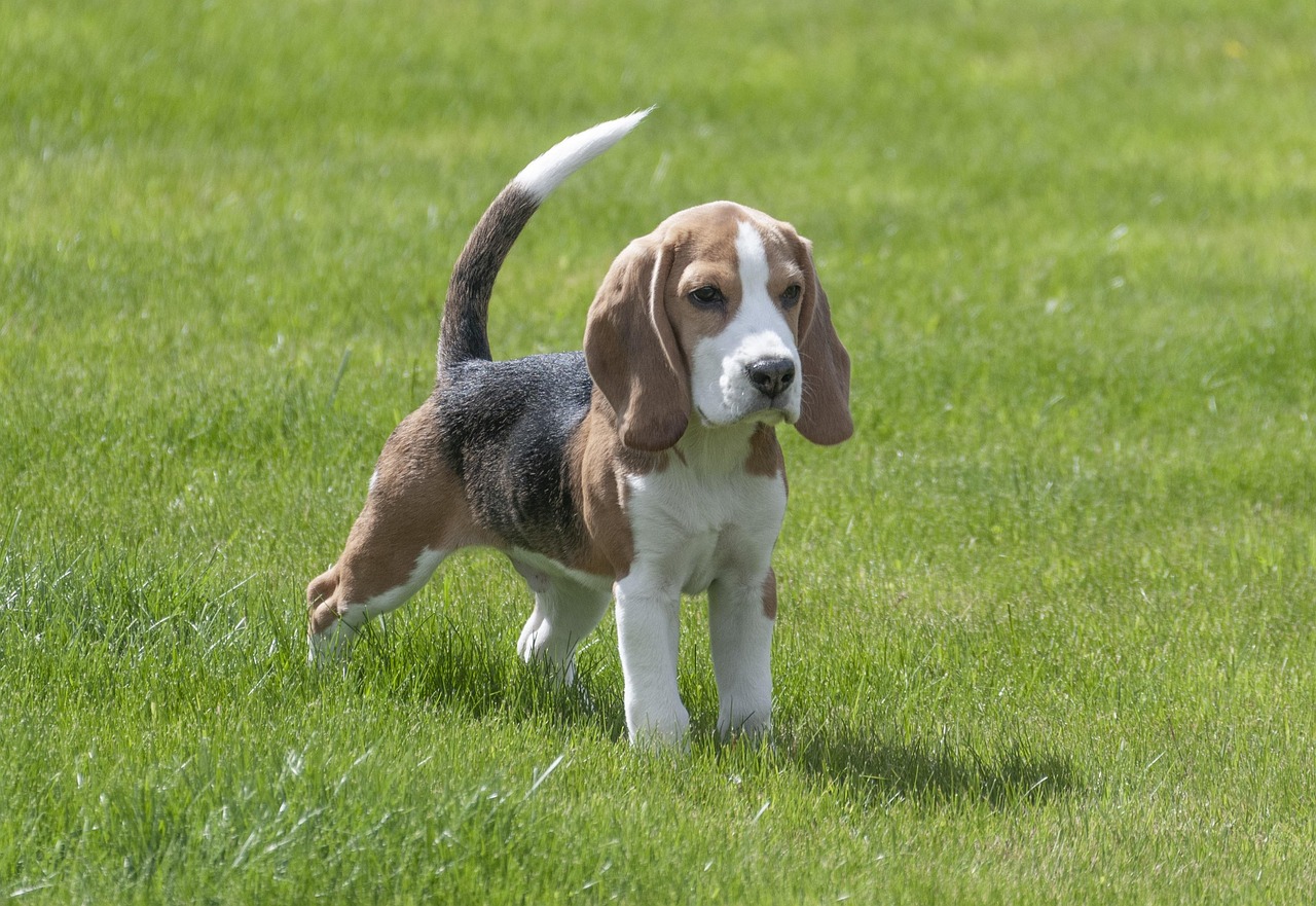 Beagle valp på valpekurs