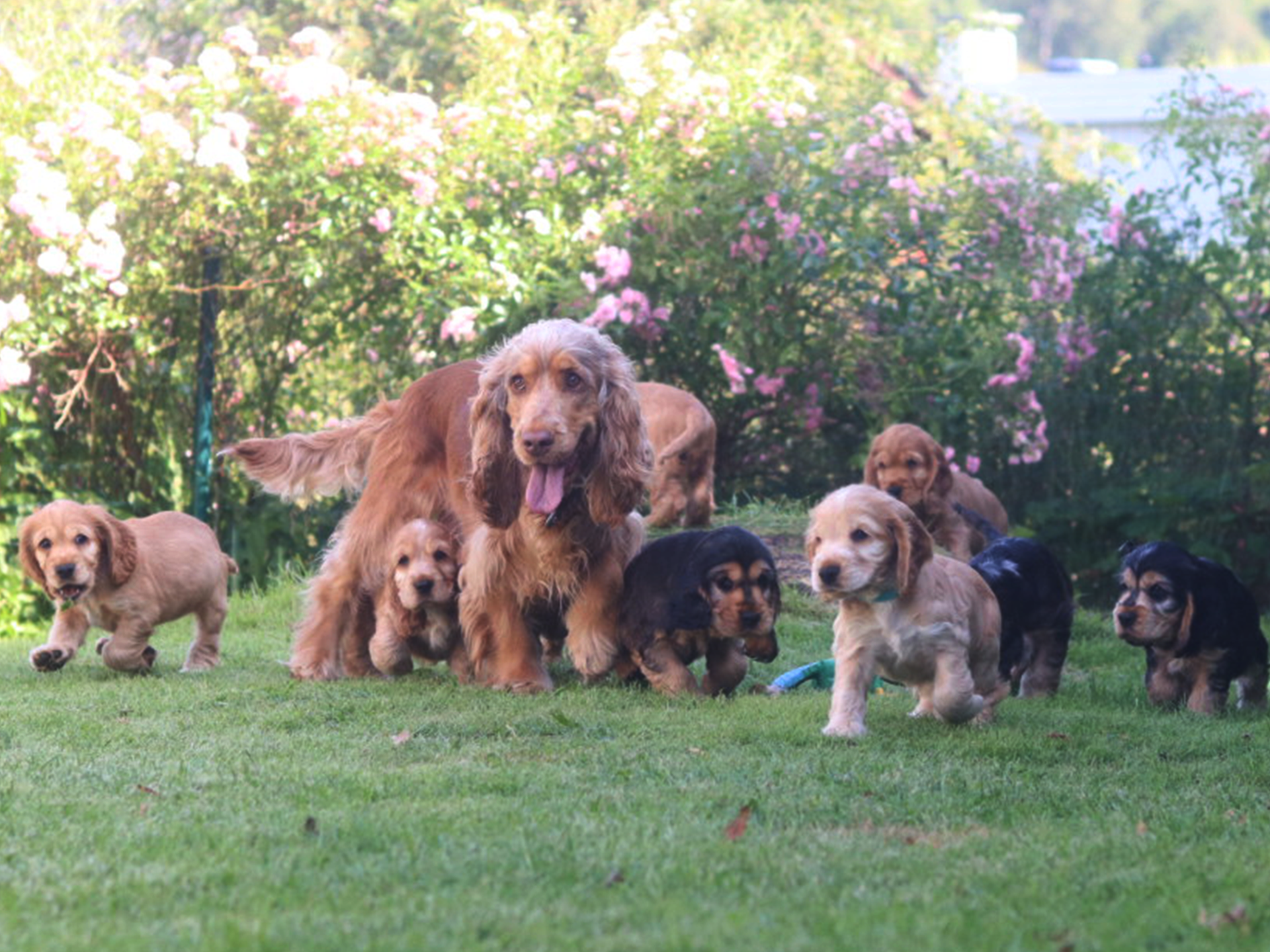 Hundetrening hos Oslo Hundeskole