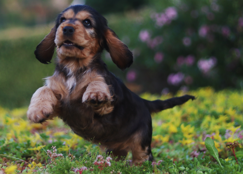 Hundetrening i Follo