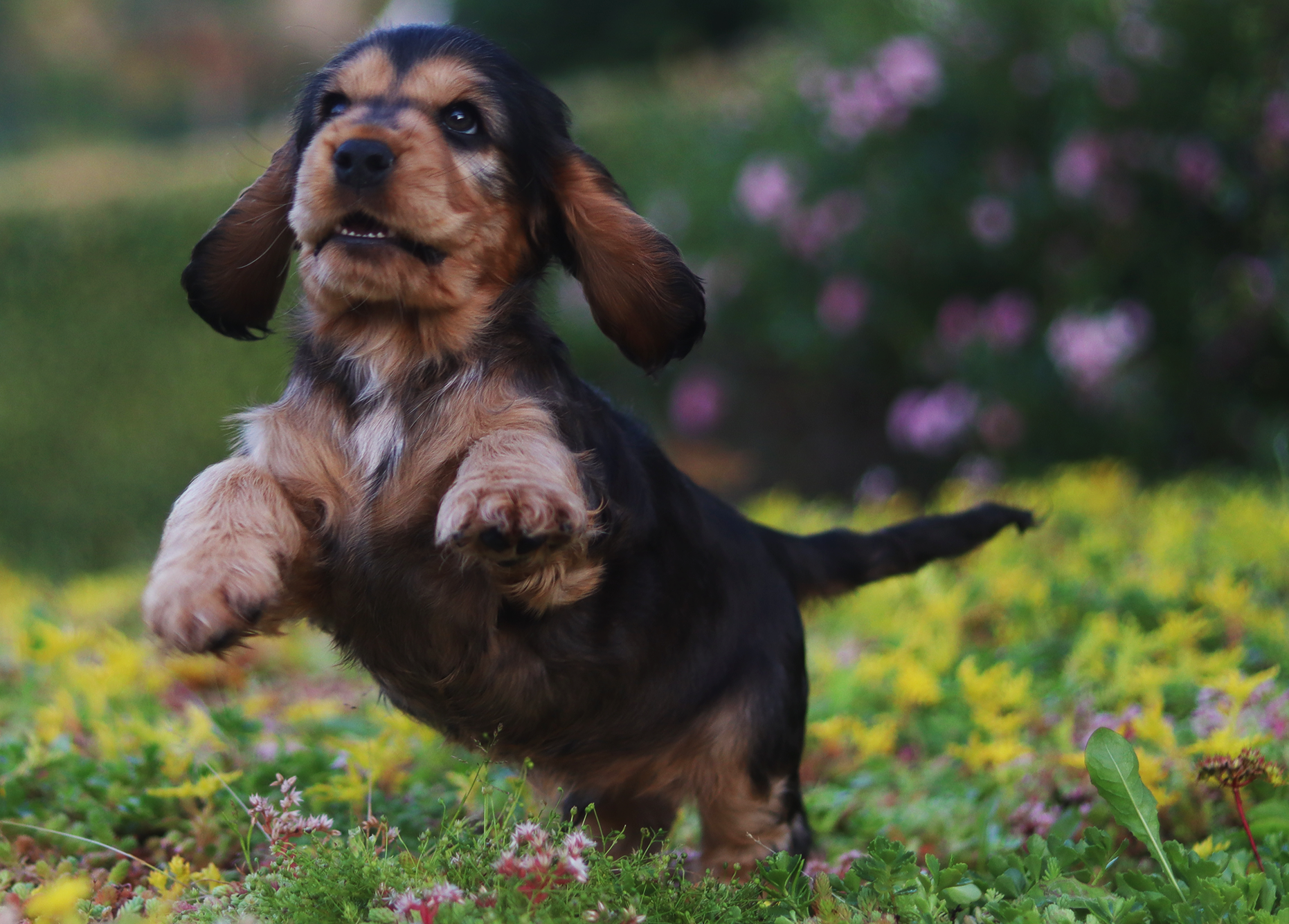 Hundetrening i Follo