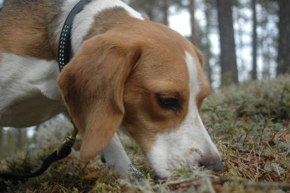 Sporkurs for hund - Oslo Hundeskole