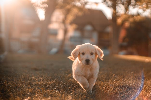 Hundetrener med hund på kurs