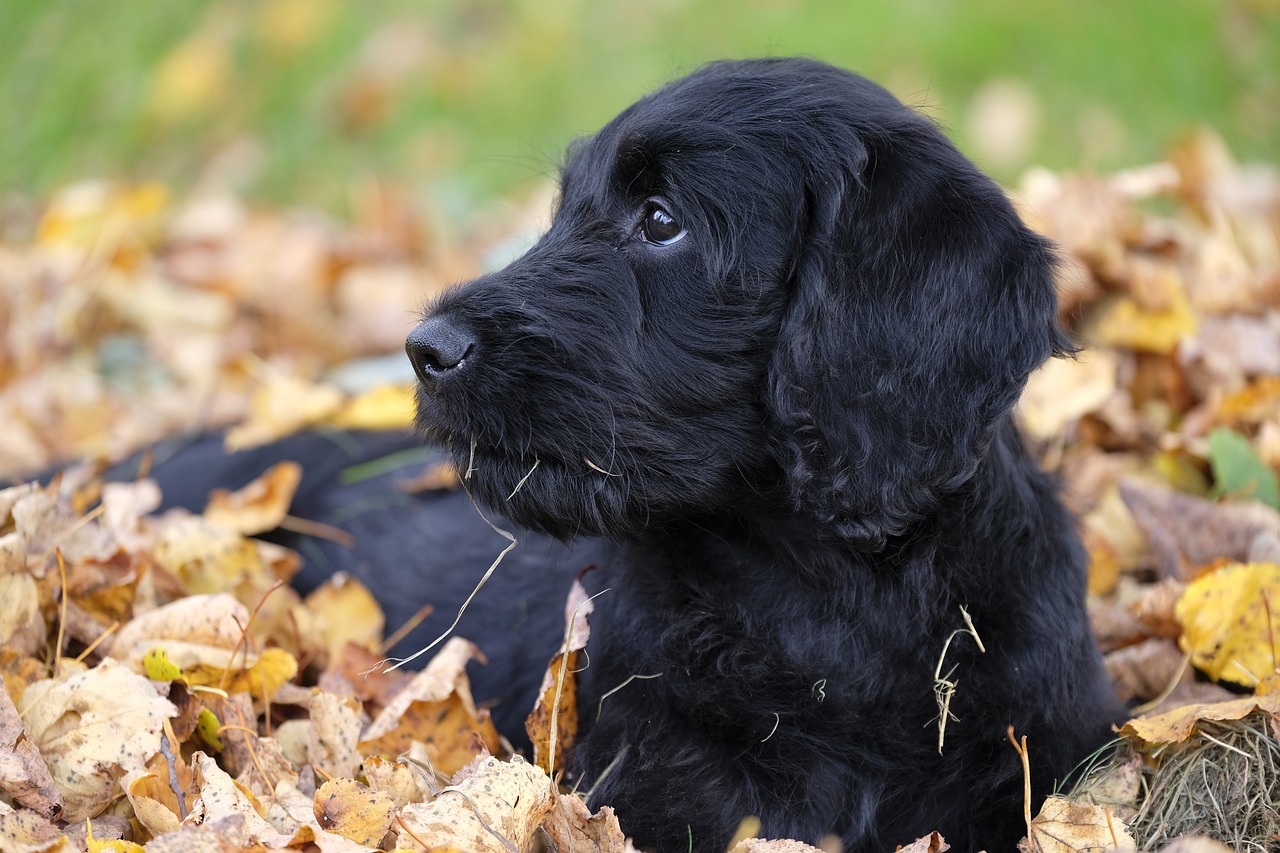 Hund-2806999_1280
