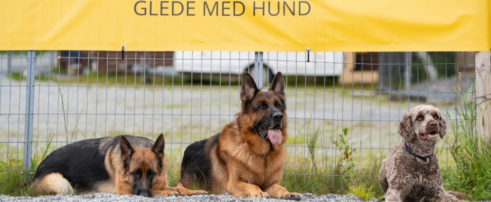 Hund på lydighetskurs utendørs